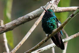 Blue-chinned Sapphire