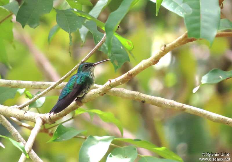 Colibri à menton bleu femelle adulte