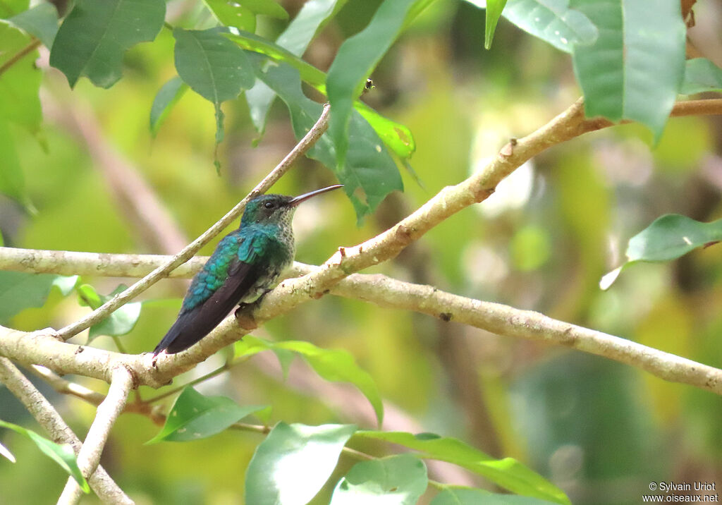 Blue-chinned Sapphire female adult