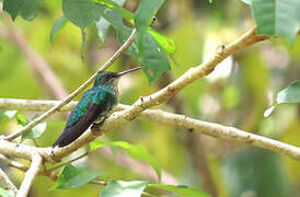 Colibri à menton bleu