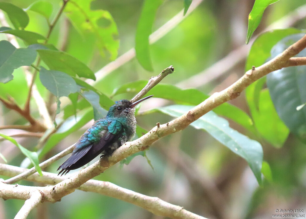 Blue-chinned Sapphire female adult