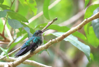 Colibri à menton bleu