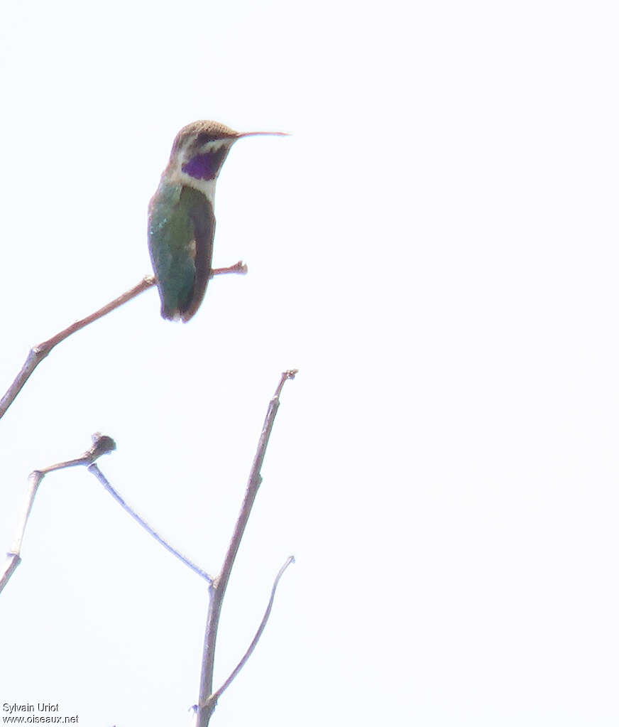 Colibri à queue courte mâle adulte