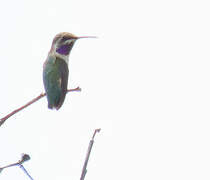 Colibri à queue courte