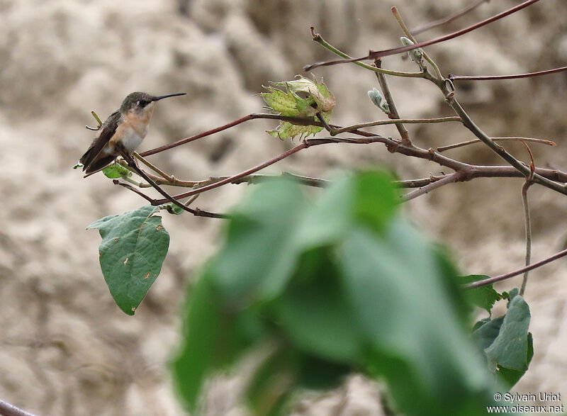 Colibri à queue courte femelle adulte