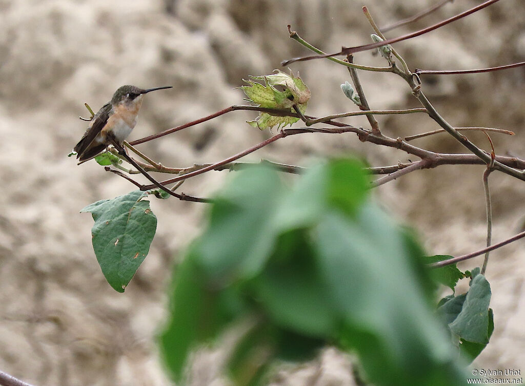 Short-tailed Woodstar female adult