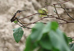 Short-tailed Woodstar