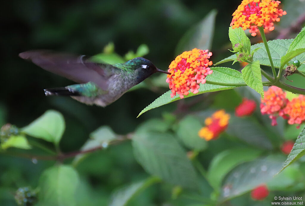 Violet-headed Hummingbird male adult