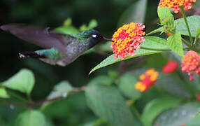 Violet-headed Hummingbird