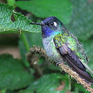 Colibri à tête violette