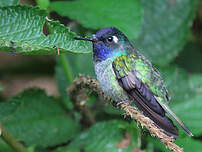 Colibri à tête violette