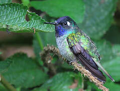 Colibri à tête violette