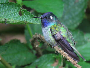 Colibri à tête violette