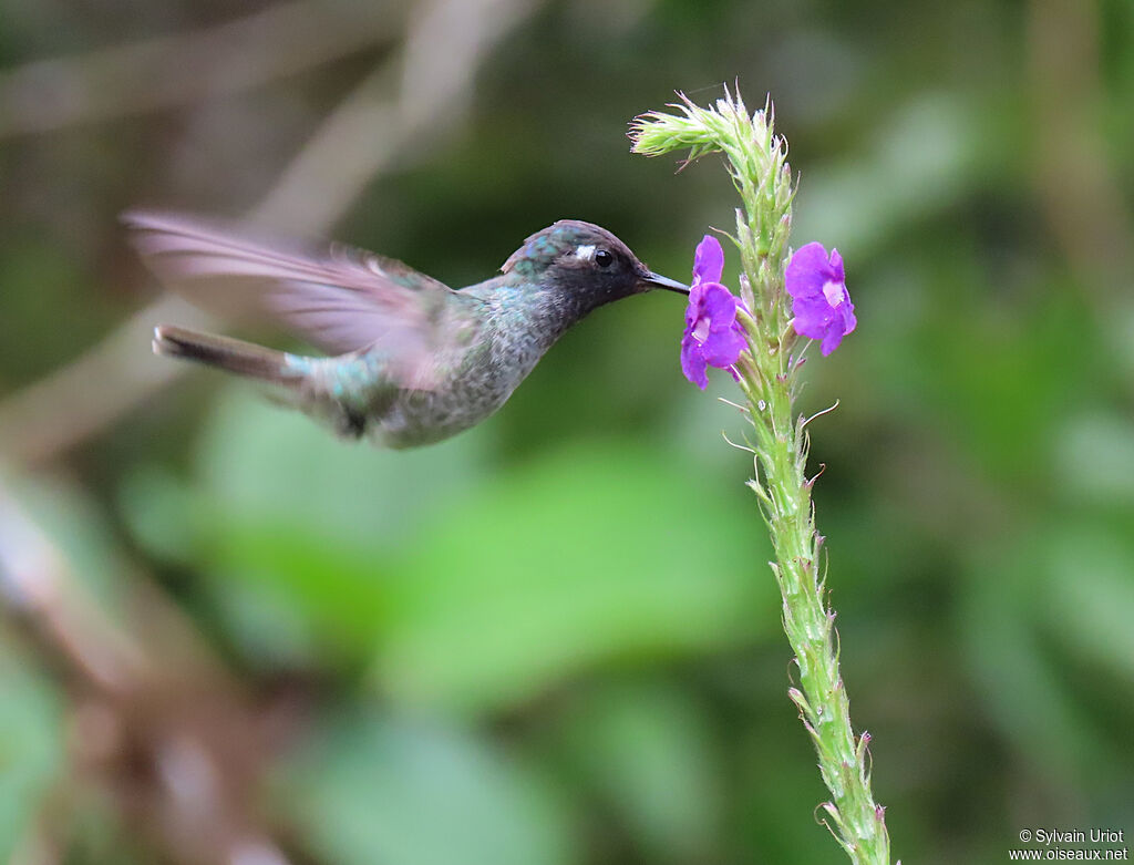 Colibri à tête violetteadulte