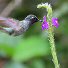 Colibri à tête violette