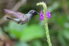 Colibri à tête violette