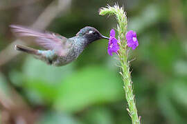 Violet-headed Hummingbird