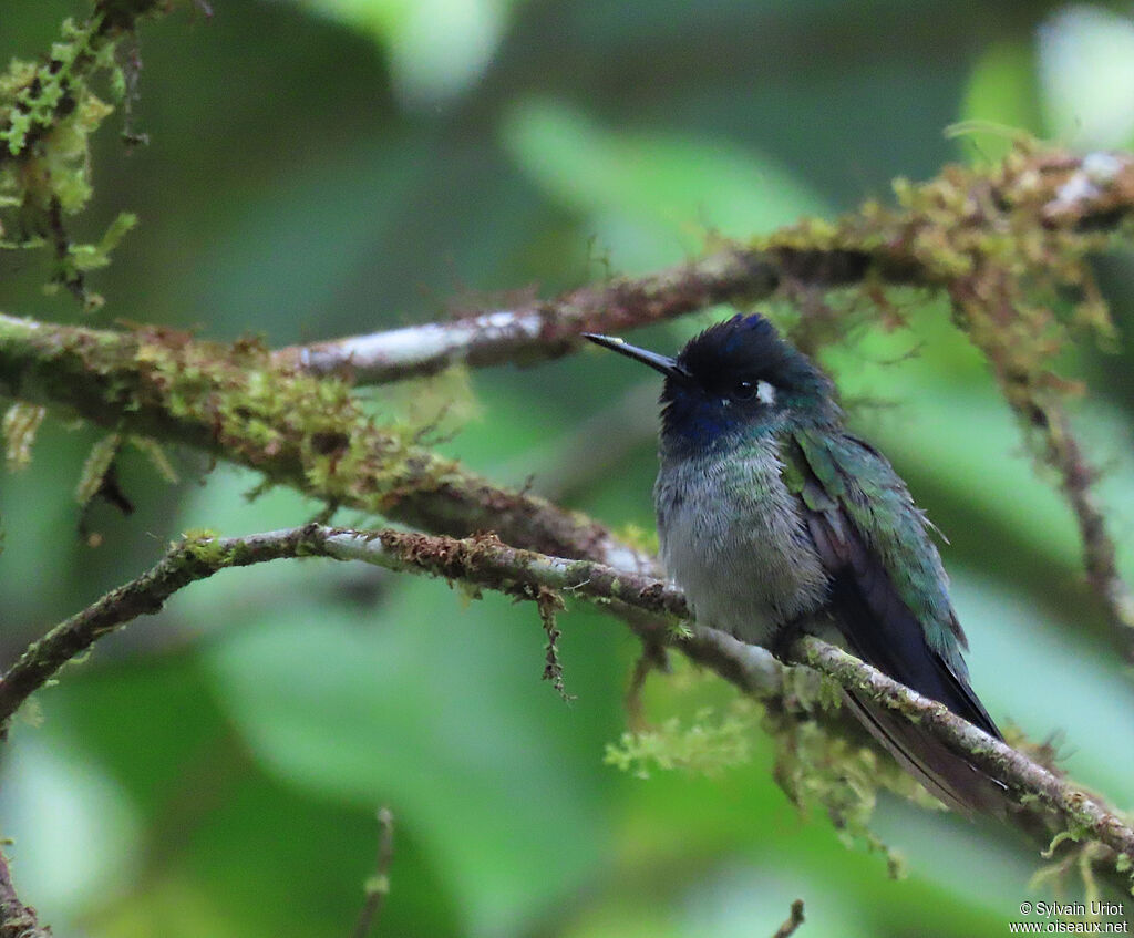 Colibri à tête violetteadulte