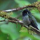 Colibri à tête violette