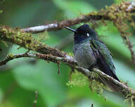 Colibri à tête violette