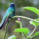 Colibri anaïs