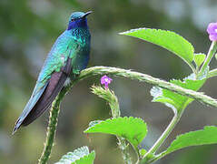 Sparkling Violetear