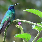 Colibri anaïs