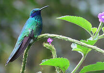 Sparkling violet-ear / Colibri anaïs / Colibri coruscans – Coraves