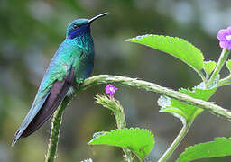 Sparkling Violetear