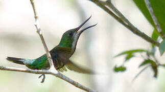 Fiery-tailed Awlbill