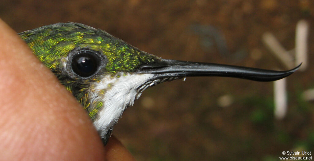 Colibri avocette femelle adulte