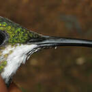 Colibri avocette