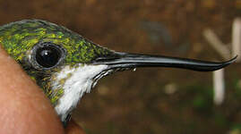 Colibri avocette