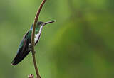 Colibri avocette
