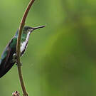 Colibri avocette