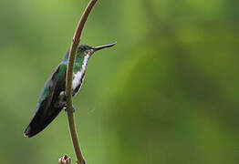 Colibri avocette