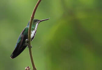 Colibri avocette