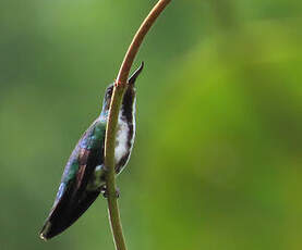 Colibri avocette