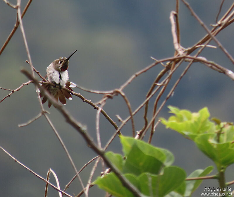 Colibri corinne mâle adulte