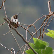 Long-billed Starthroat