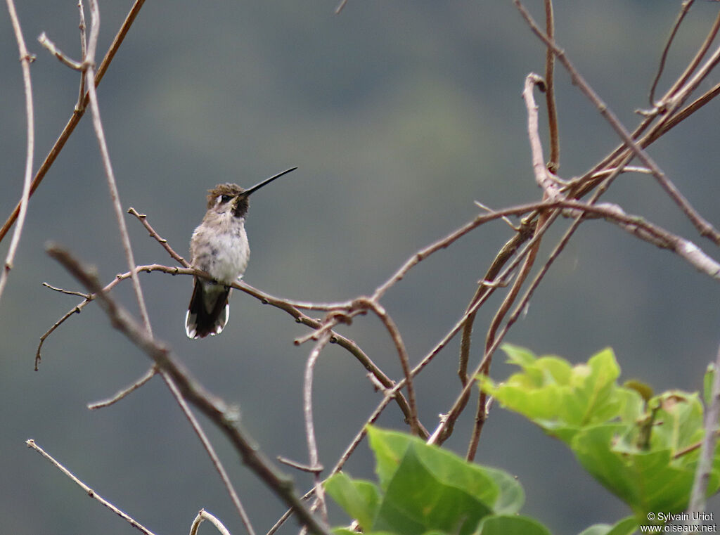 Long-billed Starthroat male adult