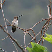 Long-billed Starthroat