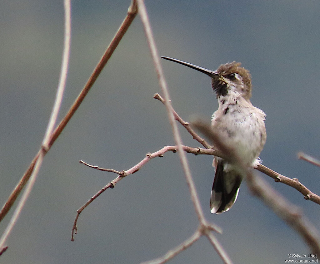 Long-billed Starthroatadult