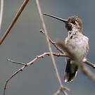 Colibri corinne