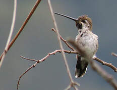 Long-billed Starthroat