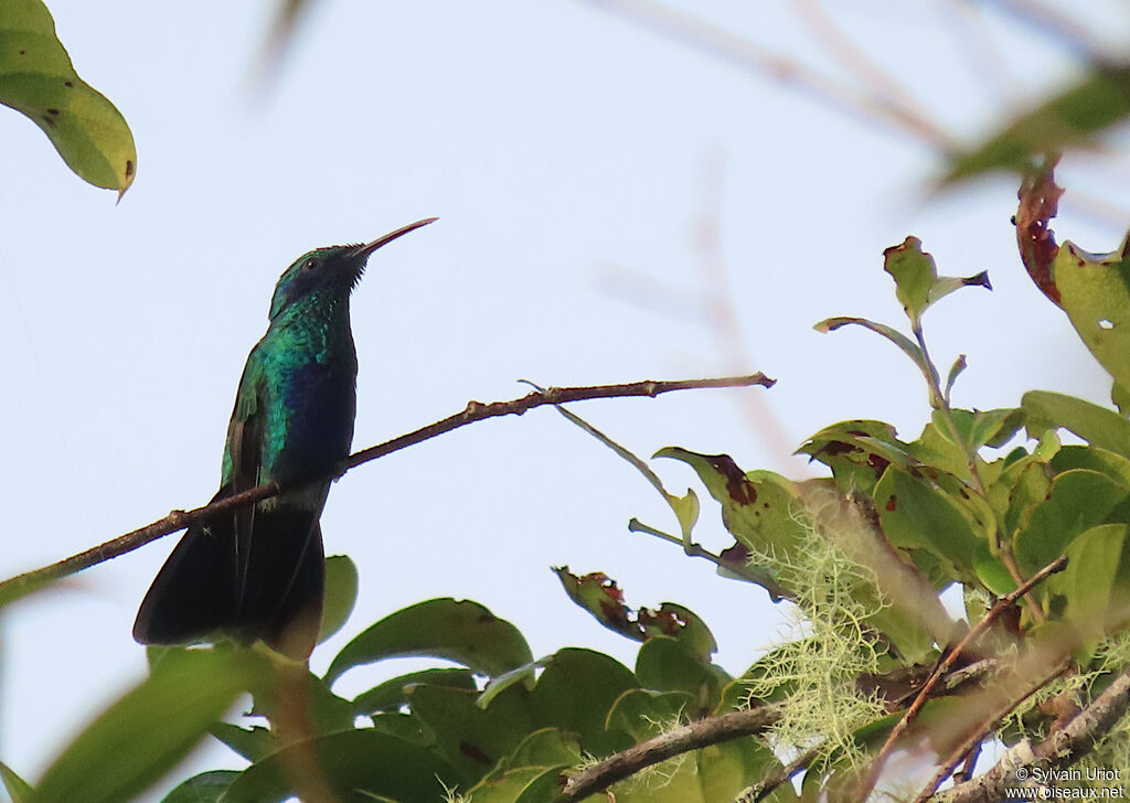 Lesser Violetearadult