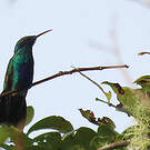 Colibri cyanote