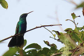 Colibri cyanote