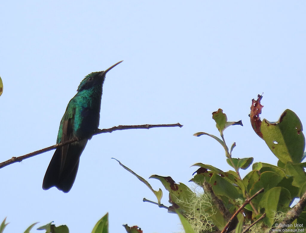 Colibri cyanoteadulte