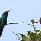 Colibri cyanote